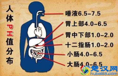 生活中有哪些食物是碱性的？
