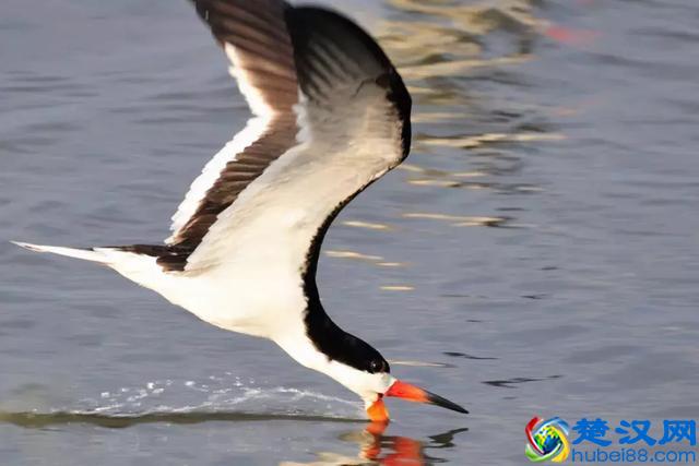 苍茫大海何处捞鱼？这些海鸟有绝招