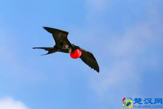 苍茫大海何处捞鱼？这些海鸟有绝招