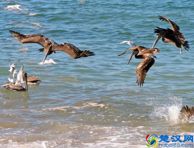 苍茫大海何处捞鱼？这些海鸟有绝招