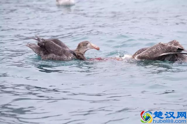 苍茫大海何处捞鱼？这些海鸟有绝招