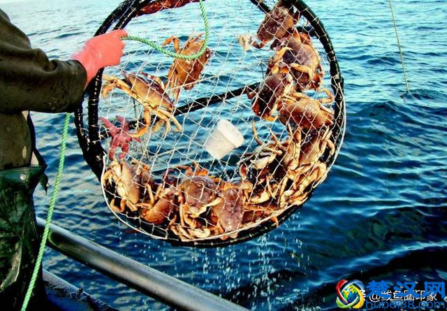 海鲜市场里的秘密：面包蟹其实价格很便宜