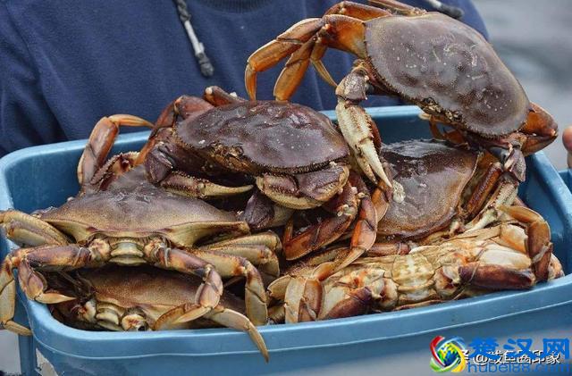 海鲜市场里的秘密：面包蟹其实价格很便宜