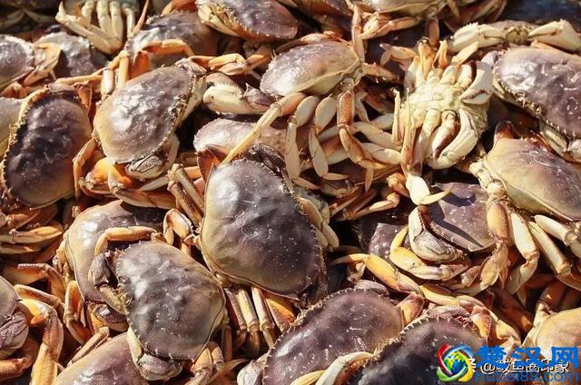 海鲜市场里的秘密：面包蟹其实价格很便宜