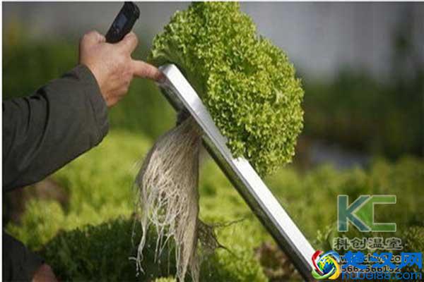 无土栽培有哪些主要类型