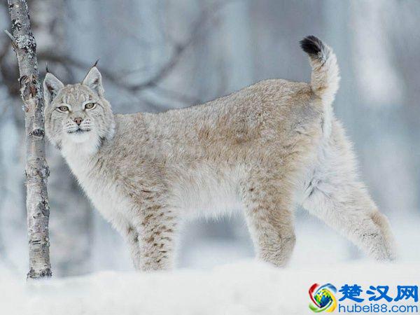 令人着迷的大猫，猞猁