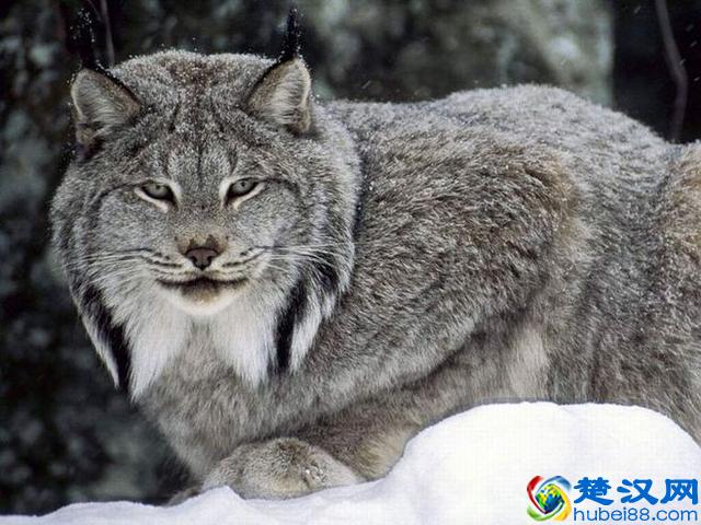 令人着迷的大猫，猞猁