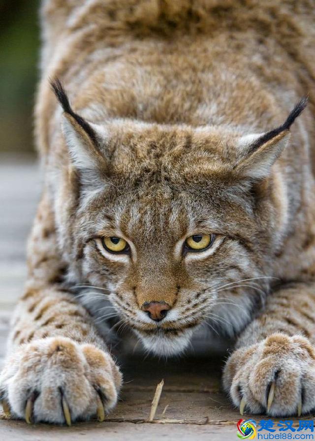 令人着迷的大猫，猞猁