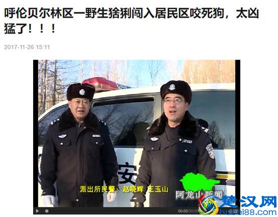 令人着迷的大猫，猞猁