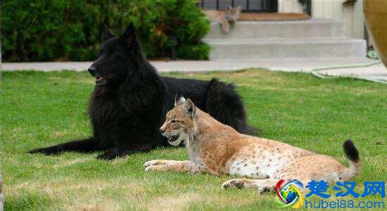 令人着迷的大猫，猞猁