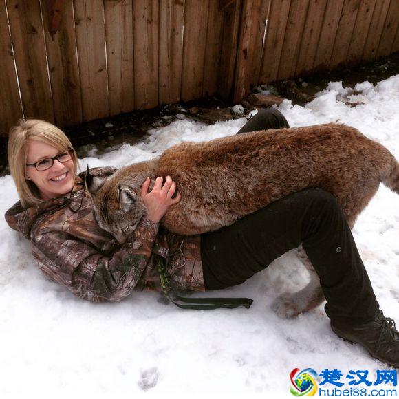 令人着迷的大猫，猞猁