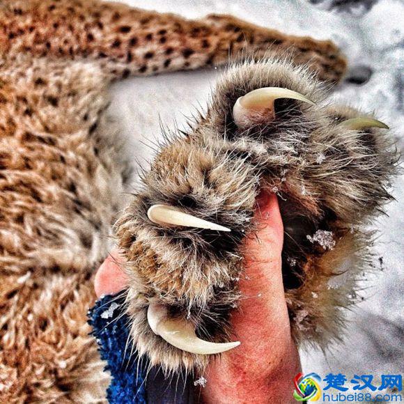 令人着迷的大猫，猞猁