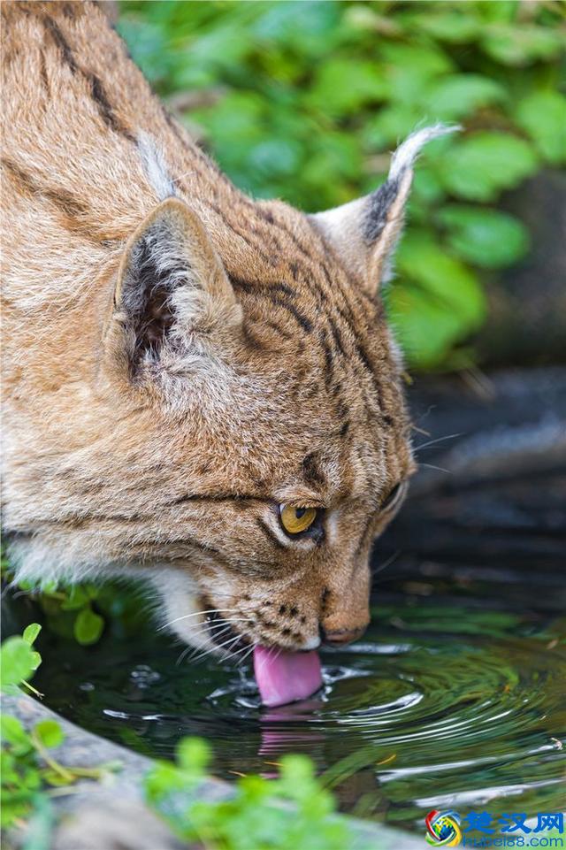 令人着迷的大猫，猞猁