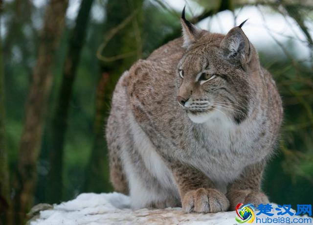 令人着迷的大猫，猞猁