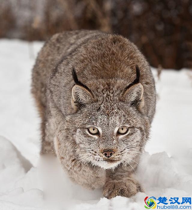 令人着迷的大猫，猞猁