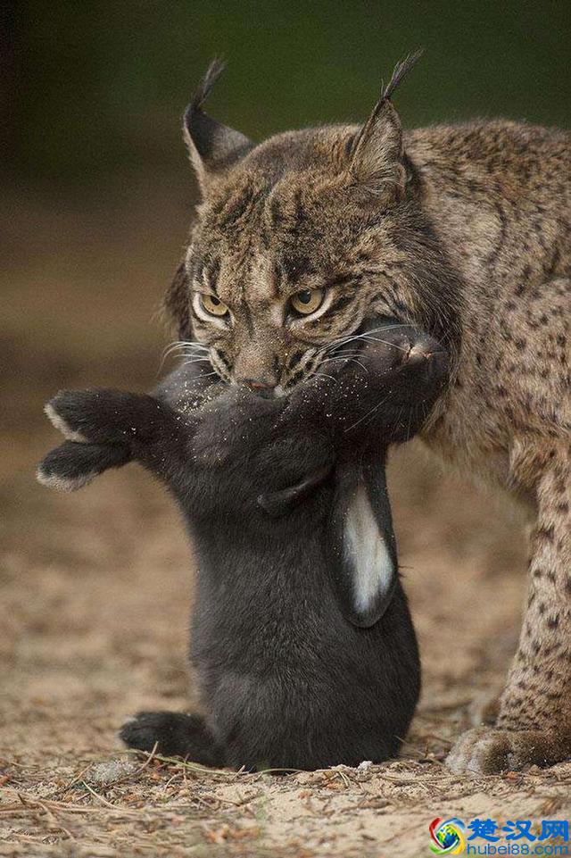 令人着迷的大猫，猞猁