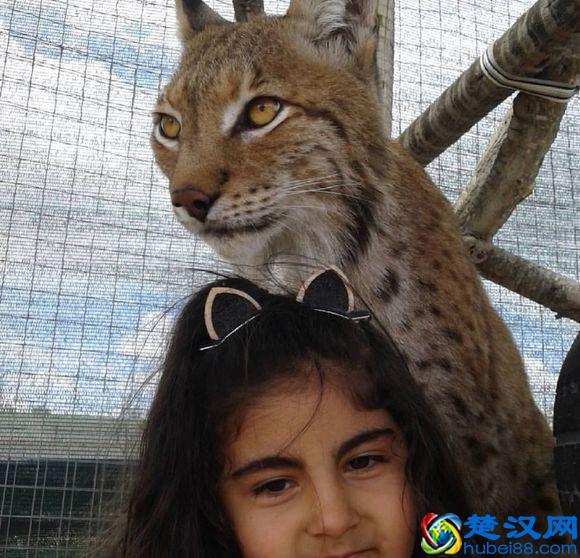 令人着迷的大猫，猞猁