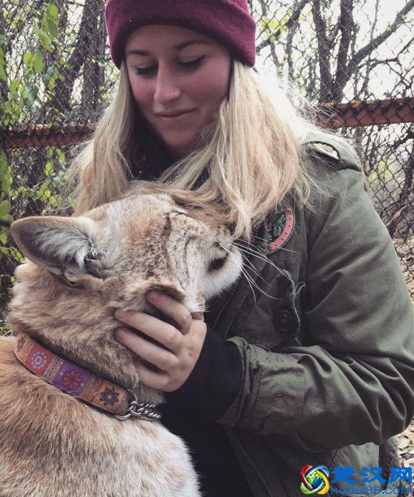 令人着迷的大猫，猞猁