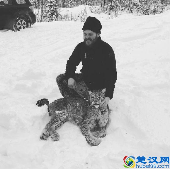 令人着迷的大猫，猞猁