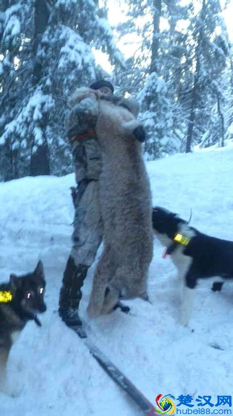 令人着迷的大猫，猞猁