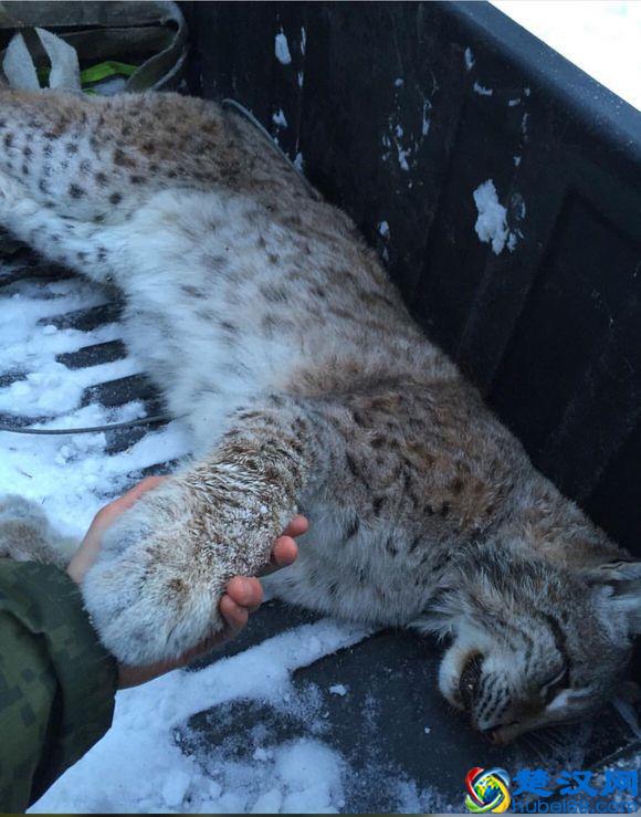 令人着迷的大猫，猞猁