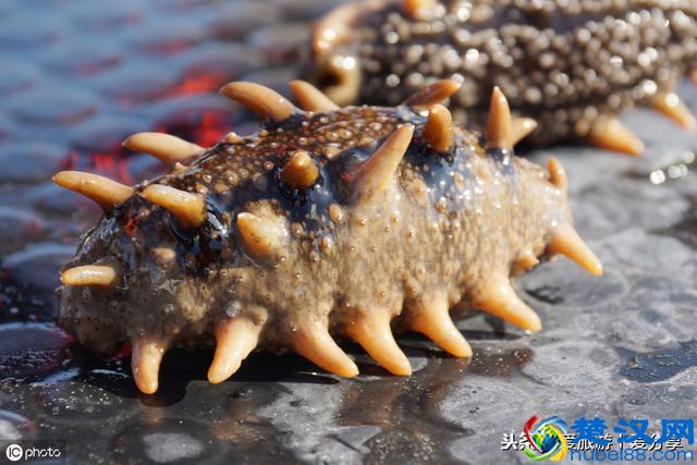 “黄海明珠”獐子岛 有哪些值得去的景点？