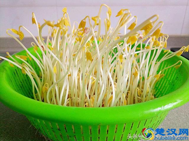 教您在家轻松自发健康绿豆芽的方法和技巧！