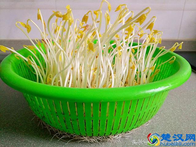 教您在家轻松自发健康绿豆芽的方法和技巧！