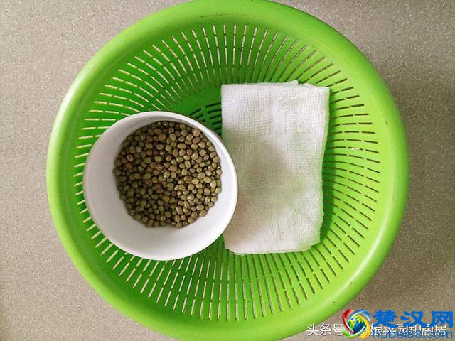 教您在家轻松自发健康绿豆芽的方法和技巧！