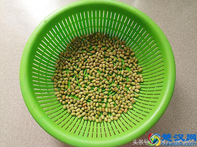 教您在家轻松自发健康绿豆芽的方法和技巧！