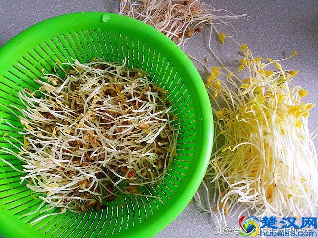 教您在家轻松自发健康绿豆芽的方法和技巧！