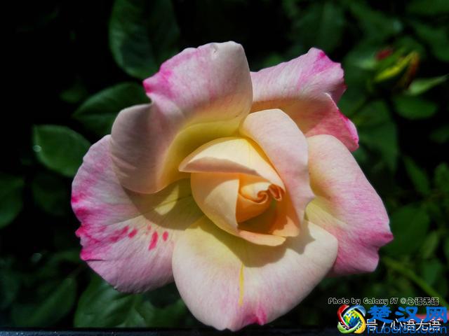 原来北京的市花是它！