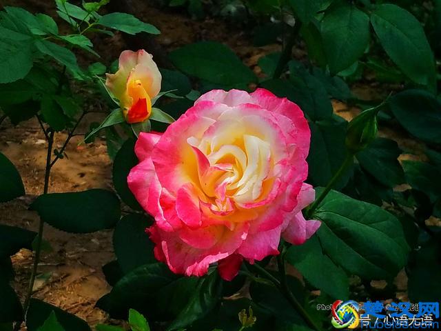 原来北京的市花是它！