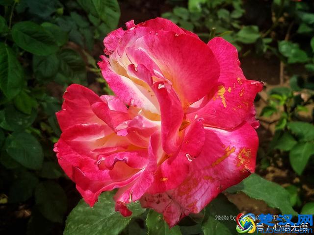 原来北京的市花是它！