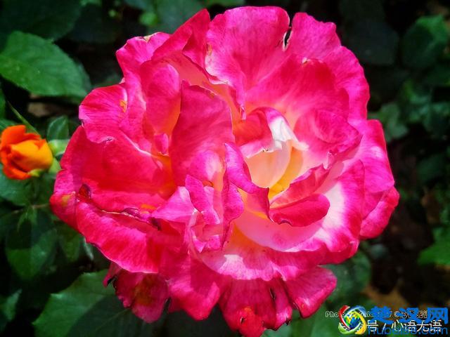 原来北京的市花是它！