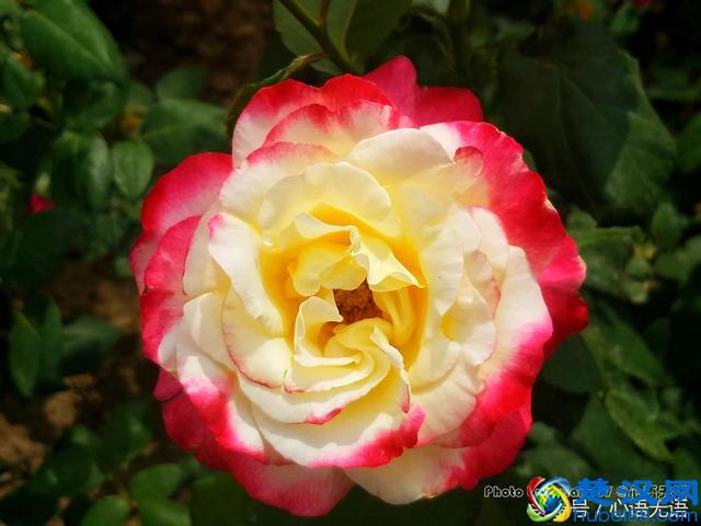 原来北京的市花是它！