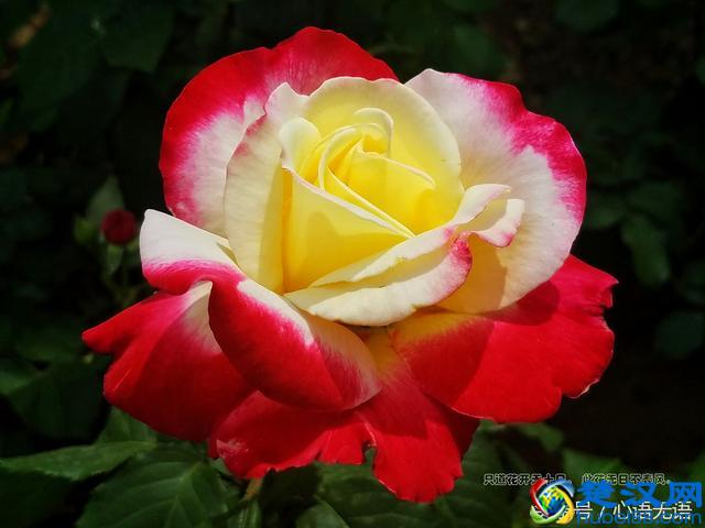 原来北京的市花是它！