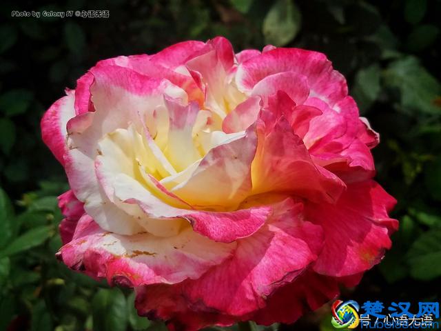 原来北京的市花是它！