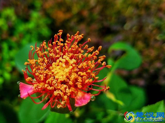 原来北京的市花是它！