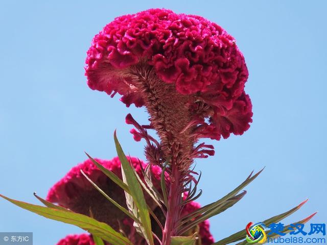 鸡冠花有什么功效？