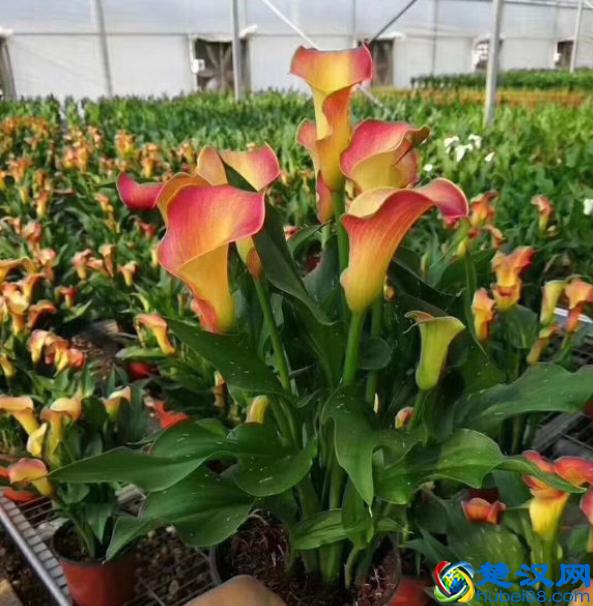 马蹄莲栽种养护小技巧，做好几点，蹭蹭冒新芽，一次开爆盆