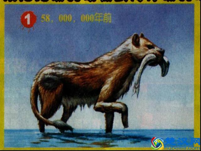 百余吨重的鲸鱼，祖先竟是这种陆生小动物，为啥又从陆地回到水里