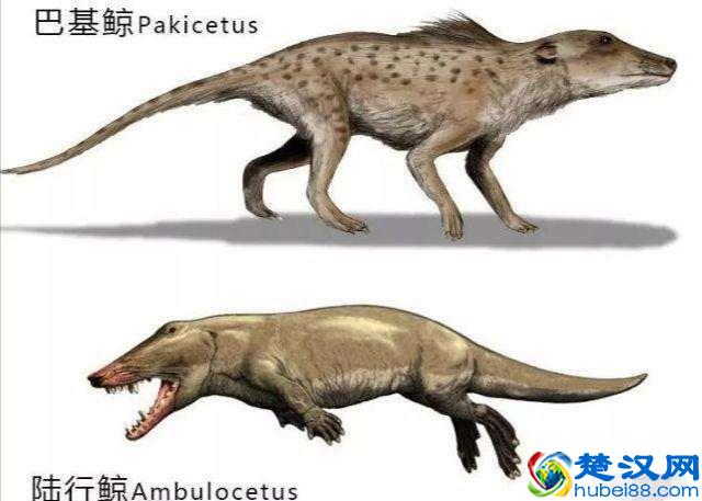 百余吨重的鲸鱼，祖先竟是这种陆生小动物，为啥又从陆地回到水里
