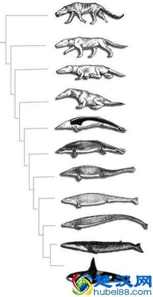 百余吨重的鲸鱼，祖先竟是这种陆生小动物，为啥又从陆地回到水里