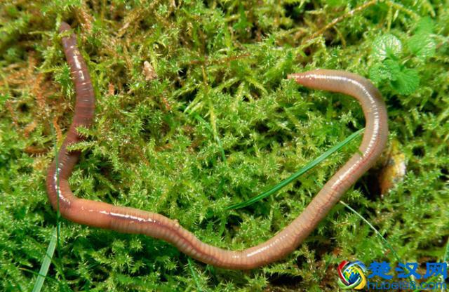 蚯蚓的食物有哪些？