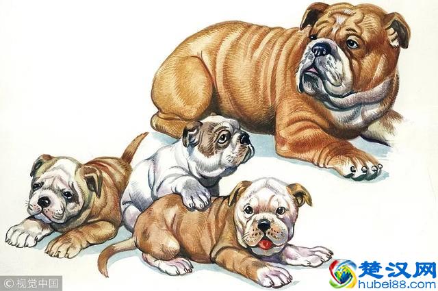 哺乳动物有哪些特点？｜FM十万个为什么