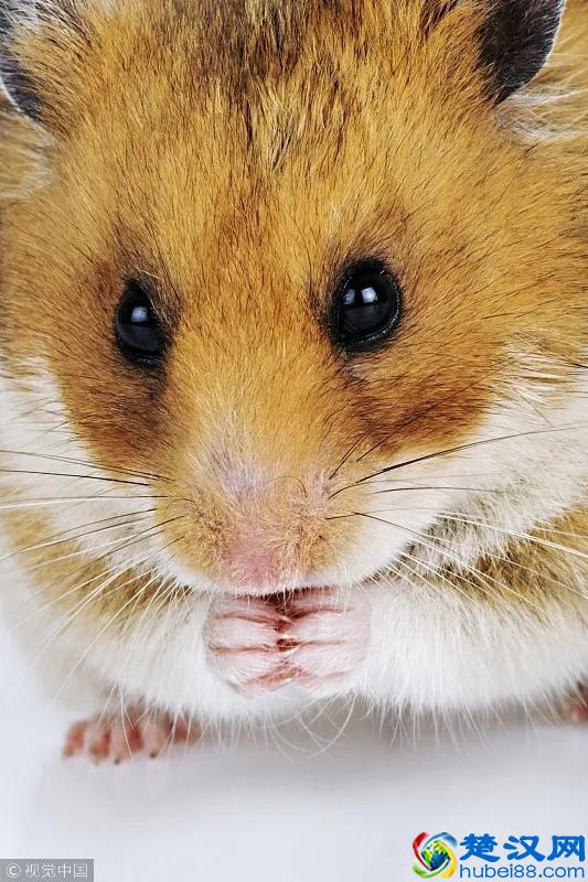 哺乳动物有哪些特点？｜FM十万个为什么