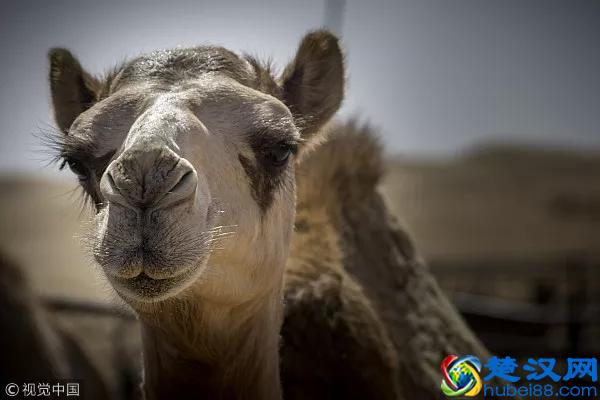 哺乳动物有哪些特点？｜FM十万个为什么