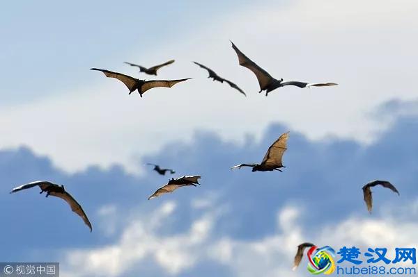 哺乳动物有哪些特点？｜FM十万个为什么