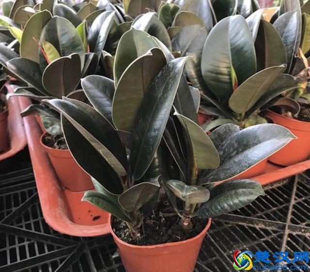 橡皮树叶片发黄、掉落，有四个原因，教你处理，叶子20天变油亮